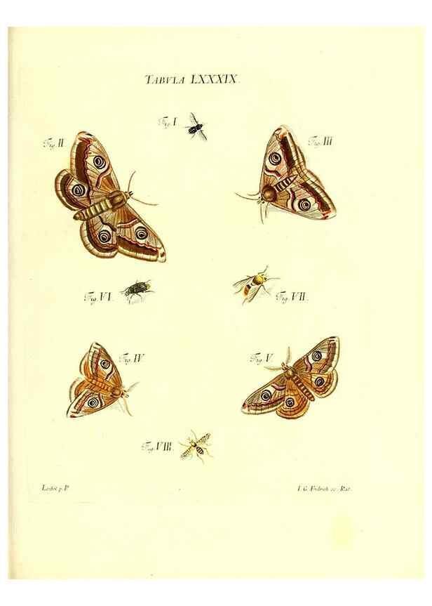 Reproducción/Reproduction 49809754723: Iacobi Christiani Schaefferi s.s. theologiae et philosophiae doctoris ... Icones insectorum circa Ratisbonam indigenorum :. Ratisbonae :Typis Breitfeldianis,MDCCLXXIX [1766-1779]. 