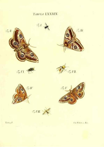 Reproducción/Reproduction 49809754723: Iacobi Christiani Schaefferi s.s. theologiae et philosophiae doctoris ... Icones insectorum circa Ratisbonam indigenorum :. Ratisbonae :Typis Breitfeldianis,MDCCLXXIX [1766-1779]. 