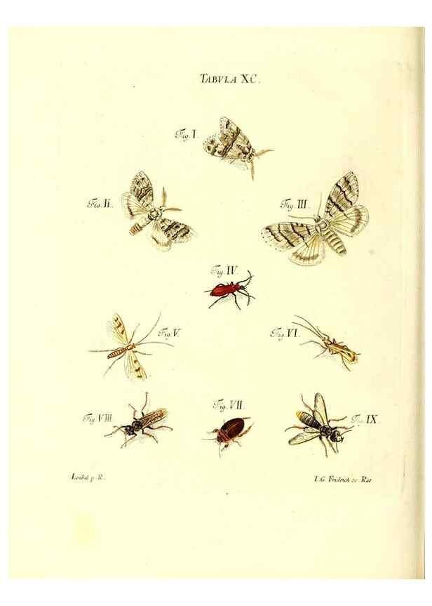 Reproducción/Reproduction 49809755063: Iacobi Christiani Schaefferi s.s. theologiae et philosophiae doctoris ... Icones insectorum circa Ratisbonam indigenorum :. Ratisbonae :Typis Breitfeldianis,MDCCLXXIX [1766-1779]. 