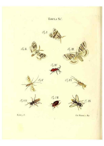 Reproducción/Reproduction 49809755063: Iacobi Christiani Schaefferi s.s. theologiae et philosophiae doctoris ... Icones insectorum circa Ratisbonam indigenorum :. Ratisbonae :Typis Breitfeldianis,MDCCLXXIX [1766-1779]. 