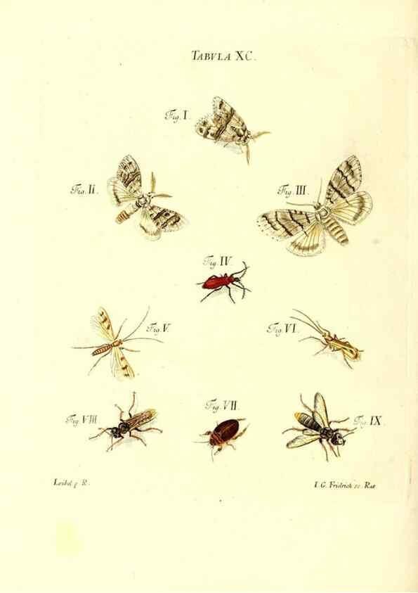 Reproducción/Reproduction 49809755063: Iacobi Christiani Schaefferi s.s. theologiae et philosophiae doctoris ... Icones insectorum circa Ratisbonam indigenorum :. Ratisbonae :Typis Breitfeldianis,MDCCLXXIX [1766-1779]. 