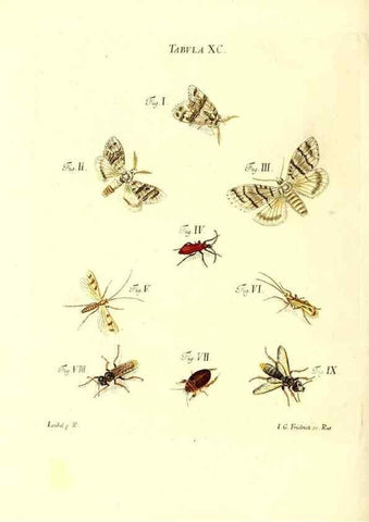 Reproducción/Reproduction 49809755063: Iacobi Christiani Schaefferi s.s. theologiae et philosophiae doctoris ... Icones insectorum circa Ratisbonam indigenorum :. Ratisbonae :Typis Breitfeldianis,MDCCLXXIX [1766-1779]. 