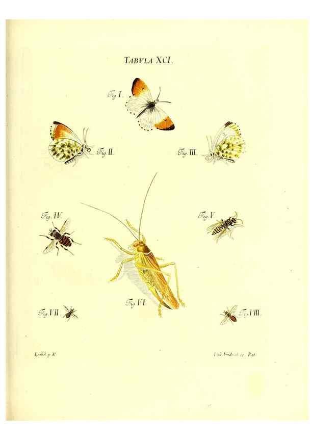 Reproducción/Reproduction 49809755308: Iacobi Christiani Schaefferi s.s. theologiae et philosophiae doctoris ... Icones insectorum circa Ratisbonam indigenorum :. Ratisbonae :Typis Breitfeldianis,MDCCLXXIX [1766-1779]. 