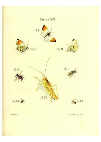 Reproducción/Reproduction 49809755308: Iacobi Christiani Schaefferi s.s. theologiae et philosophiae doctoris ... Icones insectorum circa Ratisbonam indigenorum :. Ratisbonae :Typis Breitfeldianis,MDCCLXXIX [1766-1779]. 
