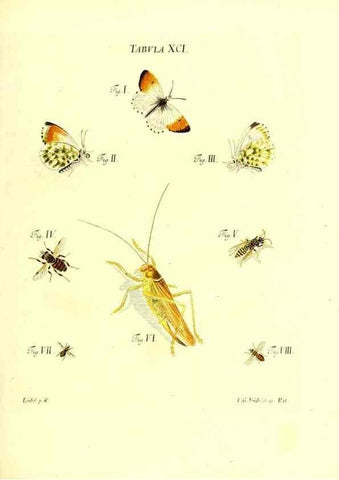 Reproducción/Reproduction 49809755308: Iacobi Christiani Schaefferi s.s. theologiae et philosophiae doctoris ... Icones insectorum circa Ratisbonam indigenorum :. Ratisbonae :Typis Breitfeldianis,MDCCLXXIX [1766-1779]. 