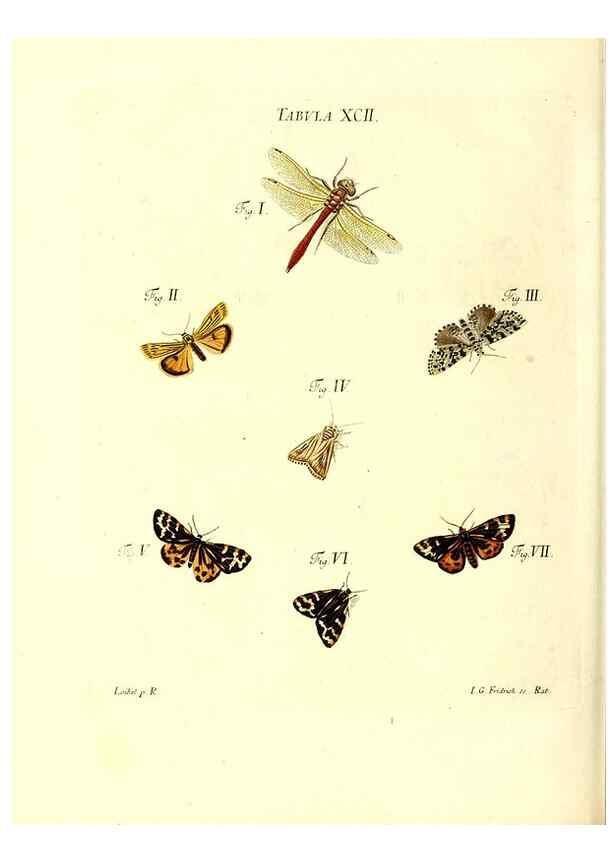 Reproducción/Reproduction 49810610362: Iacobi Christiani Schaefferi s.s. theologiae et philosophiae doctoris ... Icones insectorum circa Ratisbonam indigenorum :. Ratisbonae :Typis Breitfeldianis,MDCCLXXIX [1766-1779]. 
