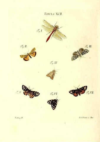 Reproducción/Reproduction 49810610362: Iacobi Christiani Schaefferi s.s. theologiae et philosophiae doctoris ... Icones insectorum circa Ratisbonam indigenorum :. Ratisbonae :Typis Breitfeldianis,MDCCLXXIX [1766-1779]. 