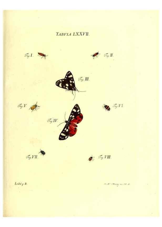 Reproducción/Reproduction 49809751728: Iacobi Christiani Schaefferi s.s. theologiae et philosophiae doctoris ... Icones insectorum circa Ratisbonam indigenorum :. Ratisbonae :Typis Breitfeldianis,MDCCLXXIX [1766-1779]. 