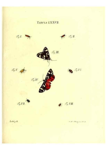 Reproducción/Reproduction 49809751728: Iacobi Christiani Schaefferi s.s. theologiae et philosophiae doctoris ... Icones insectorum circa Ratisbonam indigenorum :. Ratisbonae :Typis Breitfeldianis,MDCCLXXIX [1766-1779]. 