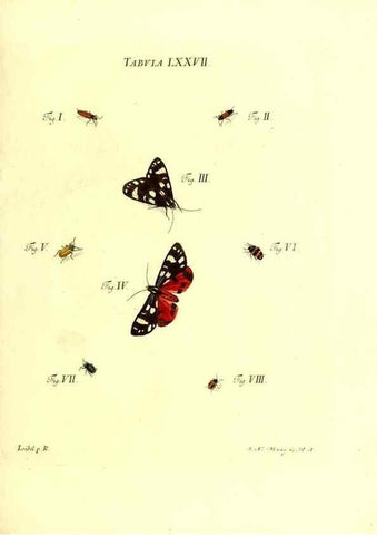 Reproducción/Reproduction 49809751728: Iacobi Christiani Schaefferi s.s. theologiae et philosophiae doctoris ... Icones insectorum circa Ratisbonam indigenorum :. Ratisbonae :Typis Breitfeldianis,MDCCLXXIX [1766-1779]. 