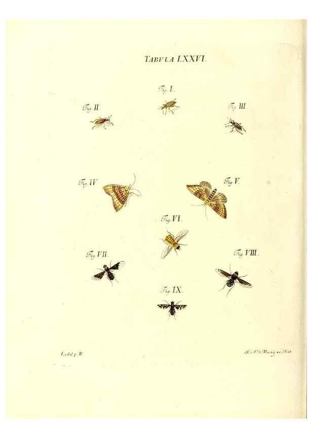 Reproducción/Reproduction 49809751518: Iacobi Christiani Schaefferi s.s. theologiae et philosophiae doctoris ... Icones insectorum circa Ratisbonam indigenorum :. Ratisbonae :Typis Breitfeldianis,MDCCLXXIX [1766-1779]. 