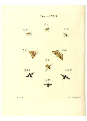 Reproducción/Reproduction 49809751518: Iacobi Christiani Schaefferi s.s. theologiae et philosophiae doctoris ... Icones insectorum circa Ratisbonam indigenorum :. Ratisbonae :Typis Breitfeldianis,MDCCLXXIX [1766-1779]. 