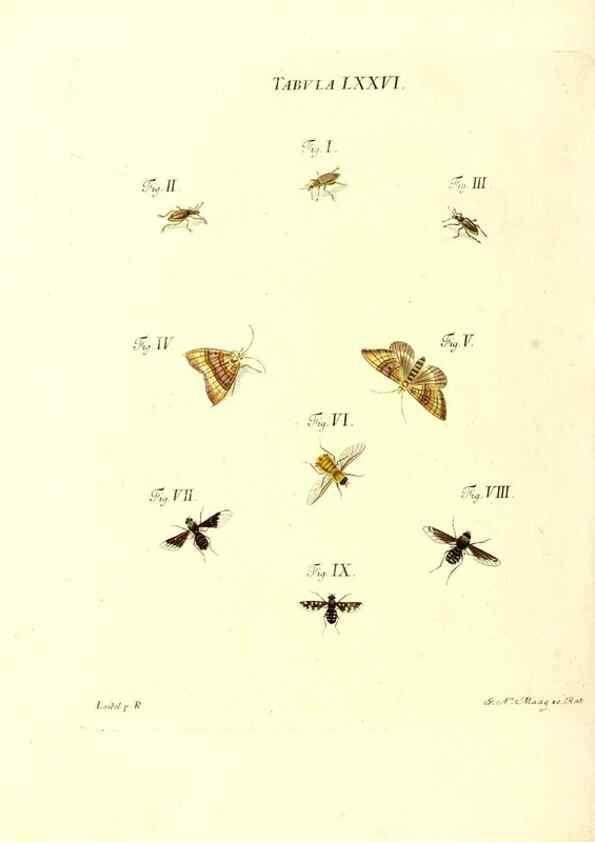 Reproducción/Reproduction 49809751518: Iacobi Christiani Schaefferi s.s. theologiae et philosophiae doctoris ... Icones insectorum circa Ratisbonam indigenorum :. Ratisbonae :Typis Breitfeldianis,MDCCLXXIX [1766-1779]. 