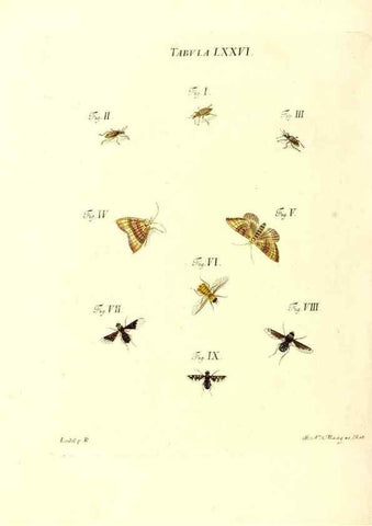 Reproducción/Reproduction 49809751518: Iacobi Christiani Schaefferi s.s. theologiae et philosophiae doctoris ... Icones insectorum circa Ratisbonam indigenorum :. Ratisbonae :Typis Breitfeldianis,MDCCLXXIX [1766-1779]. 