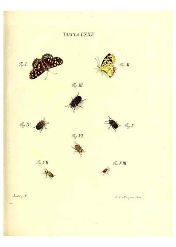 Reproducción/Reproduction 49809751248: Iacobi Christiani Schaefferi s.s. theologiae et philosophiae doctoris ... Icones insectorum circa Ratisbonam indigenorum :. Ratisbonae :Typis Breitfeldianis,MDCCLXXIX [1766-1779]. 