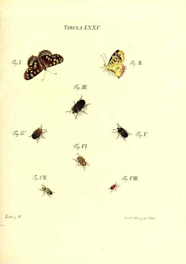 Reproducción/Reproduction 49809751248: Iacobi Christiani Schaefferi s.s. theologiae et philosophiae doctoris ... Icones insectorum circa Ratisbonam indigenorum :. Ratisbonae :Typis Breitfeldianis,MDCCLXXIX [1766-1779]. 