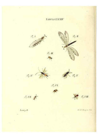 Reproducción/Reproduction 49810605637: Iacobi Christiani Schaefferi s.s. theologiae et philosophiae doctoris ... Icones insectorum circa Ratisbonam indigenorum :. Ratisbonae :Typis Breitfeldianis,MDCCLXXIX [1766-1779]. 