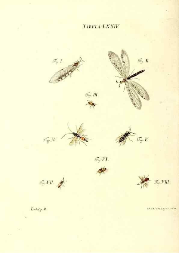 Reproducción/Reproduction 49810605637: Iacobi Christiani Schaefferi s.s. theologiae et philosophiae doctoris ... Icones insectorum circa Ratisbonam indigenorum :. Ratisbonae :Typis Breitfeldianis,MDCCLXXIX [1766-1779]. 