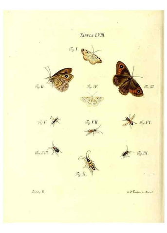 Reproducción/Reproduction 49809747198: Iacobi Christiani Schaefferi s.s. theologiae et philosophiae doctoris ... Icones insectorum circa Ratisbonam indigenorum :. Ratisbonae :Typis Breitfeldianis,MDCCLXXIX [1766-1779]. 