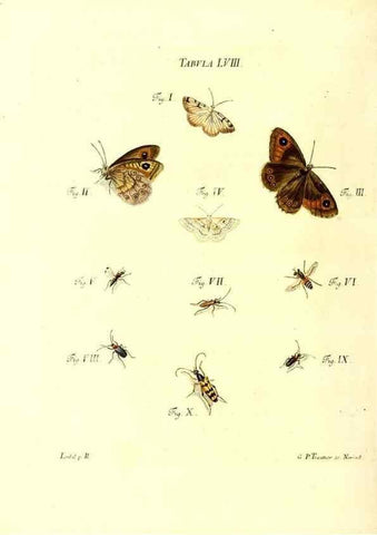 Reproducción/Reproduction 49809747198: Iacobi Christiani Schaefferi s.s. theologiae et philosophiae doctoris ... Icones insectorum circa Ratisbonam indigenorum :. Ratisbonae :Typis Breitfeldianis,MDCCLXXIX [1766-1779]. 