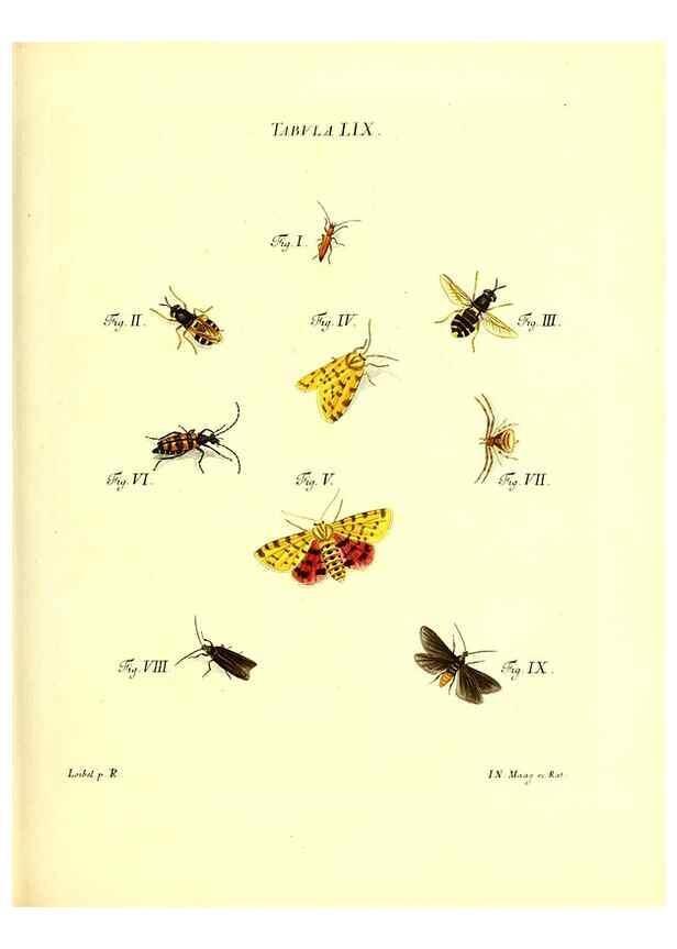 Reproducción/Reproduction 49810601872: Iacobi Christiani Schaefferi s.s. theologiae et philosophiae doctoris ... Icones insectorum circa Ratisbonam indigenorum :. Ratisbonae :Typis Breitfeldianis,MDCCLXXIX [1766-1779]. 