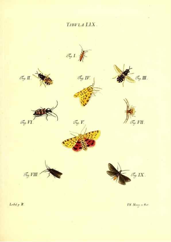 Reproducción/Reproduction 49810601872: Iacobi Christiani Schaefferi s.s. theologiae et philosophiae doctoris ... Icones insectorum circa Ratisbonam indigenorum :. Ratisbonae :Typis Breitfeldianis,MDCCLXXIX [1766-1779]. 