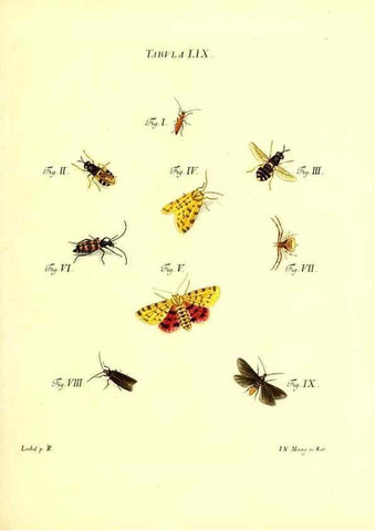 Reproducción/Reproduction 49810601872: Iacobi Christiani Schaefferi s.s. theologiae et philosophiae doctoris ... Icones insectorum circa Ratisbonam indigenorum :. Ratisbonae :Typis Breitfeldianis,MDCCLXXIX [1766-1779]. 
