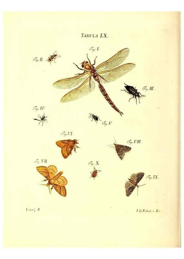 Reproducción/Reproduction 49810602077: Iacobi Christiani Schaefferi s.s. theologiae et philosophiae doctoris ... Icones insectorum circa Ratisbonam indigenorum :. Ratisbonae :Typis Breitfeldianis,MDCCLXXIX [1766-1779]. 