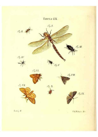 Reproducción/Reproduction 49810602077: Iacobi Christiani Schaefferi s.s. theologiae et philosophiae doctoris ... Icones insectorum circa Ratisbonam indigenorum :. Ratisbonae :Typis Breitfeldianis,MDCCLXXIX [1766-1779]. 