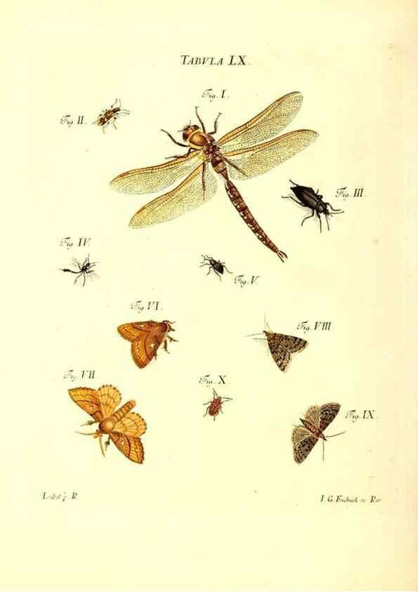 Reproducción/Reproduction 49810602077: Iacobi Christiani Schaefferi s.s. theologiae et philosophiae doctoris ... Icones insectorum circa Ratisbonam indigenorum :. Ratisbonae :Typis Breitfeldianis,MDCCLXXIX [1766-1779]. 