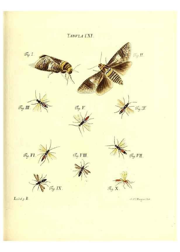 Reproducción/Reproduction 49810302301: Iacobi Christiani Schaefferi s.s. theologiae et philosophiae doctoris ... Icones insectorum circa Ratisbonam indigenorum :. Ratisbonae :Typis Breitfeldianis,MDCCLXXIX [1766-1779]. 
