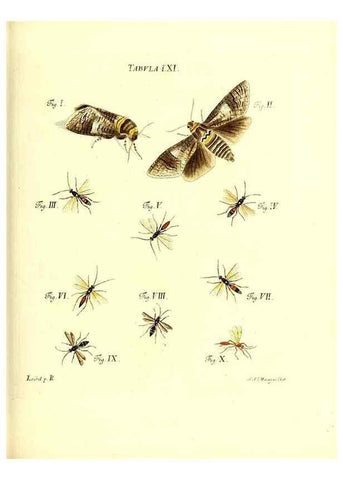 Reproducción/Reproduction 49810302301: Iacobi Christiani Schaefferi s.s. theologiae et philosophiae doctoris ... Icones insectorum circa Ratisbonam indigenorum :. Ratisbonae :Typis Breitfeldianis,MDCCLXXIX [1766-1779]. 