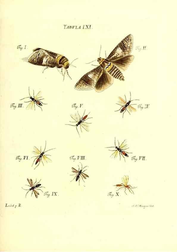 Reproducción/Reproduction 49810302301: Iacobi Christiani Schaefferi s.s. theologiae et philosophiae doctoris ... Icones insectorum circa Ratisbonam indigenorum :. Ratisbonae :Typis Breitfeldianis,MDCCLXXIX [1766-1779]. 