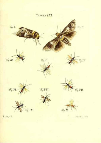 Reproducción/Reproduction 49810302301: Iacobi Christiani Schaefferi s.s. theologiae et philosophiae doctoris ... Icones insectorum circa Ratisbonam indigenorum :. Ratisbonae :Typis Breitfeldianis,MDCCLXXIX [1766-1779]. 