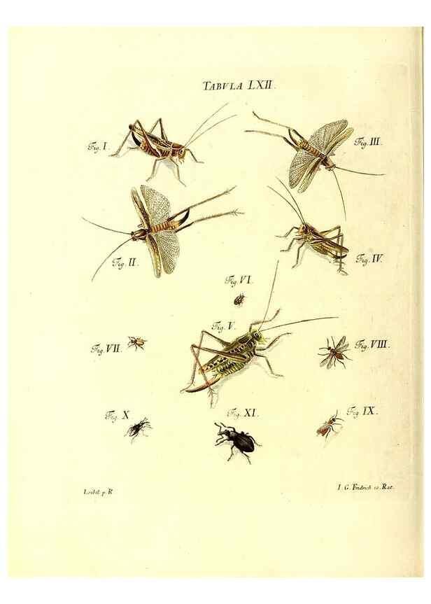 Reproducción/Reproduction 49810302611: Iacobi Christiani Schaefferi s.s. theologiae et philosophiae doctoris ... Icones insectorum circa Ratisbonam indigenorum :. Ratisbonae :Typis Breitfeldianis,MDCCLXXIX [1766-1779]. 