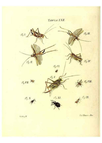 Reproducción/Reproduction 49810302611: Iacobi Christiani Schaefferi s.s. theologiae et philosophiae doctoris ... Icones insectorum circa Ratisbonam indigenorum :. Ratisbonae :Typis Breitfeldianis,MDCCLXXIX [1766-1779]. 