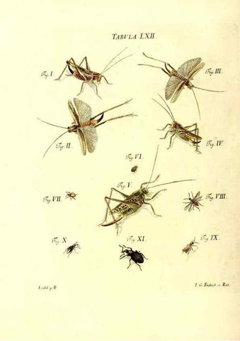 Reproducción/Reproduction 49810302611: Iacobi Christiani Schaefferi s.s. theologiae et philosophiae doctoris ... Icones insectorum circa Ratisbonam indigenorum :. Ratisbonae :Typis Breitfeldianis,MDCCLXXIX [1766-1779]. 