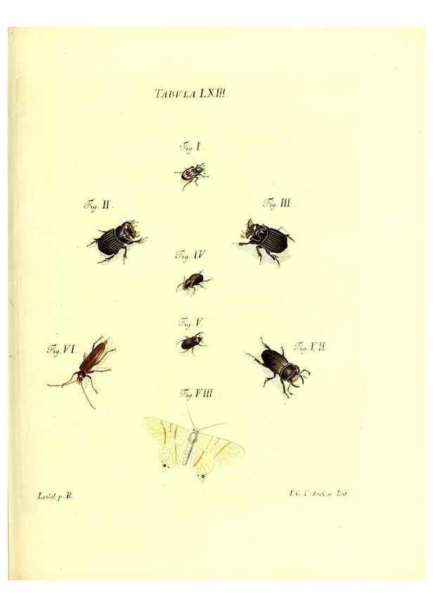 Reproducción/Reproduction 49809748373: Iacobi Christiani Schaefferi s.s. theologiae et philosophiae doctoris ... Icones insectorum circa Ratisbonam indigenorum :. Ratisbonae :Typis Breitfeldianis,MDCCLXXIX [1766-1779]. 