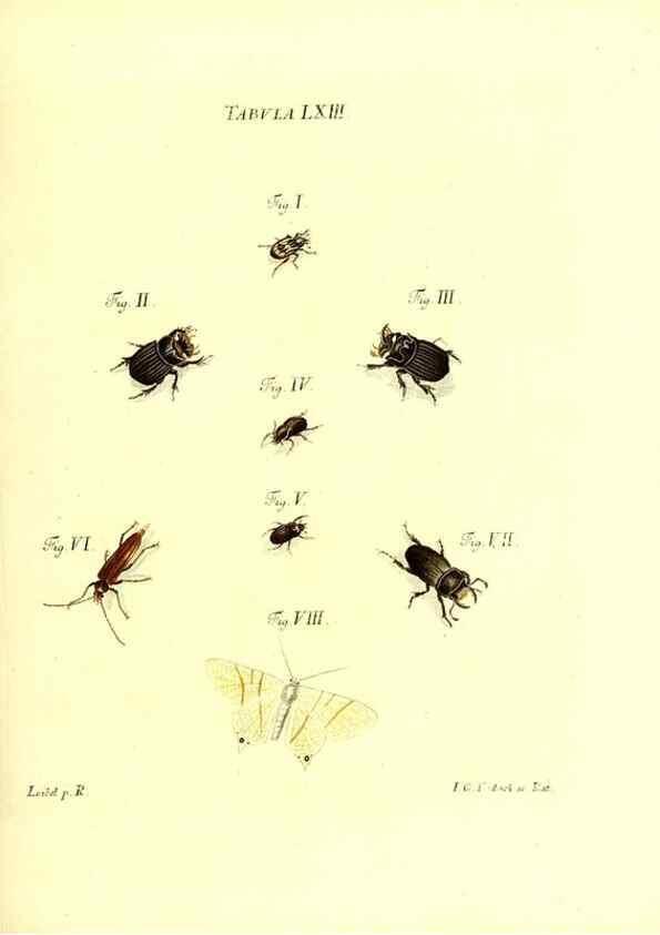 Reproducción/Reproduction 49809748373: Iacobi Christiani Schaefferi s.s. theologiae et philosophiae doctoris ... Icones insectorum circa Ratisbonam indigenorum :. Ratisbonae :Typis Breitfeldianis,MDCCLXXIX [1766-1779]. 