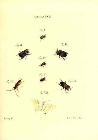 Reproducción/Reproduction 49809748373: Iacobi Christiani Schaefferi s.s. theologiae et philosophiae doctoris ... Icones insectorum circa Ratisbonam indigenorum :. Ratisbonae :Typis Breitfeldianis,MDCCLXXIX [1766-1779]. 