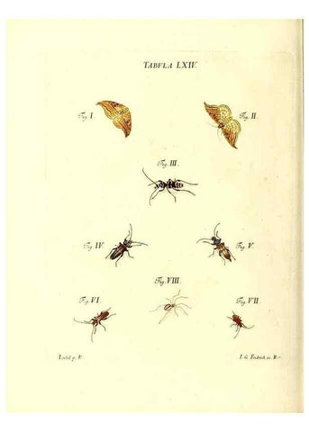 Reproducción/Reproduction 49810603107: Iacobi Christiani Schaefferi s.s. theologiae et philosophiae doctoris ... Icones insectorum circa Ratisbonam indigenorum :. Ratisbonae :Typis Breitfeldianis,MDCCLXXIX [1766-1779]. 