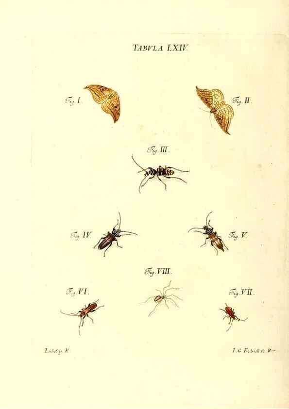 Reproducción/Reproduction 49810603107: Iacobi Christiani Schaefferi s.s. theologiae et philosophiae doctoris ... Icones insectorum circa Ratisbonam indigenorum :. Ratisbonae :Typis Breitfeldianis,MDCCLXXIX [1766-1779]. 