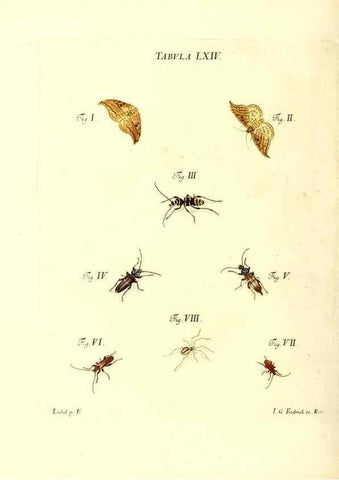 Reproducción/Reproduction 49810603107: Iacobi Christiani Schaefferi s.s. theologiae et philosophiae doctoris ... Icones insectorum circa Ratisbonam indigenorum :. Ratisbonae :Typis Breitfeldianis,MDCCLXXIX [1766-1779]. 