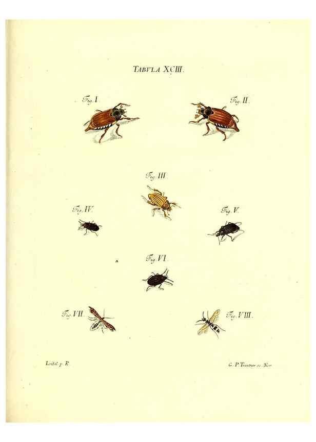 Reproducción/Reproduction 49810610582: Iacobi Christiani Schaefferi s.s. theologiae et philosophiae doctoris ... Icones insectorum circa Ratisbonam indigenorum :. Ratisbonae :Typis Breitfeldianis,MDCCLXXIX [1766-1779]. 