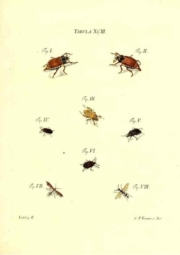 Reproducción/Reproduction 49810610582: Iacobi Christiani Schaefferi s.s. theologiae et philosophiae doctoris ... Icones insectorum circa Ratisbonam indigenorum :. Ratisbonae :Typis Breitfeldianis,MDCCLXXIX [1766-1779]. 