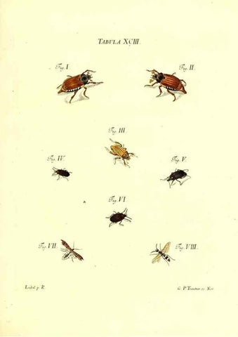 Reproducción/Reproduction 49810610582: Iacobi Christiani Schaefferi s.s. theologiae et philosophiae doctoris ... Icones insectorum circa Ratisbonam indigenorum :. Ratisbonae :Typis Breitfeldianis,MDCCLXXIX [1766-1779]. 