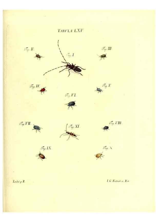 Reproducción/Reproduction 49810303226: Iacobi Christiani Schaefferi s.s. theologiae et philosophiae doctoris ... Icones insectorum circa Ratisbonam indigenorum :. Ratisbonae :Typis Breitfeldianis,MDCCLXXIX [1766-1779]. 