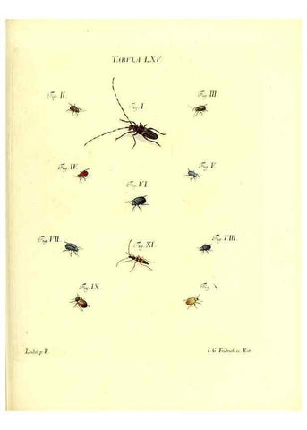 Reproducción/Reproduction 49810303226: Iacobi Christiani Schaefferi s.s. theologiae et philosophiae doctoris ... Icones insectorum circa Ratisbonam indigenorum :. Ratisbonae :Typis Breitfeldianis,MDCCLXXIX [1766-1779]. 