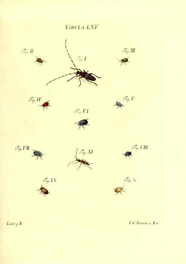 Reproducción/Reproduction 49810303226: Iacobi Christiani Schaefferi s.s. theologiae et philosophiae doctoris ... Icones insectorum circa Ratisbonam indigenorum :. Ratisbonae :Typis Breitfeldianis,MDCCLXXIX [1766-1779]. 