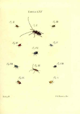 Reproducción/Reproduction 49810303226: Iacobi Christiani Schaefferi s.s. theologiae et philosophiae doctoris ... Icones insectorum circa Ratisbonam indigenorum :. Ratisbonae :Typis Breitfeldianis,MDCCLXXIX [1766-1779]. 